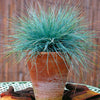 Blue Fescue Grasses glauca 'Select'.  Plant at anytime of the year!