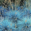 Blue Fescue Grasses glauca 'Select'.  Plant at anytime of the year!