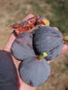 Fig Tree Brown Turkey plants