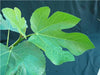 Fig Tree Brown Turkey plants