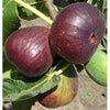 Fig Tree Brown Turkey plants