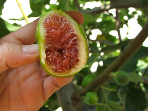Fig Tree Brown Turkey plants