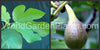 Fig Tree Brown Turkey plants