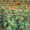 Fig Tree Brown Turkey plants