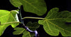 Fig Tree Brown Turkey plants