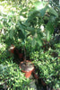 Fig Tree Brown Turkey plants