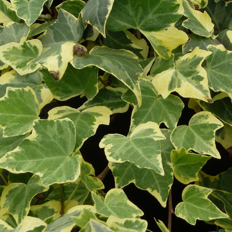 Goldchild Ivy plants for Winter colour in 5 Litre large pots. Hanging Basket, Groundcover & Climber options.