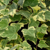 Goldchild Ivy plants Winter colour 5 Litre pots Hanging Groundcover Climber