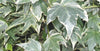 White Ripple Ivy plants for Winter colour in 5 Litre large pots. Hanging Basket, Groundcover & Climber options.