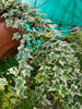 White Ripple Ivy plants Winter colour 5 Litre pots Hanging Groundcover Climber