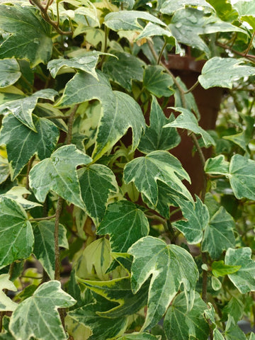 White Ripple Ivy plants Winter colour 5 Litre pots Hanging Groundcover Climber