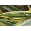 Shiroshima Japanese Variegated clumping bamboo 15 Litre pots 6-7ft plants