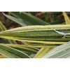Shiroshima Japanese Variegated bamboo large plants in 10 & 15 litre large pots. Autumn plant now!
