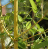 Golden Crookstem Bamboos Hedging Screening  8ft/10ft plants