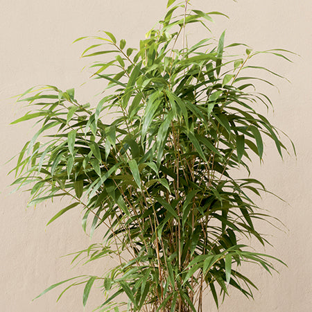 Arrow Metake japonica Bamboo plants Shady area bamboo