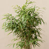Arrow Bamboo 8ft plants Best bamboo for shady spots
