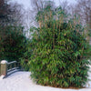 Arrow Metake japonica Bamboo plants Shady area bamboo