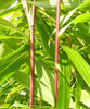 Red Stem Narihira Clumping Bamboo Kimmei 15 Litre Large pots 180cm 6ft tall plants for screening