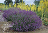 Pair of English Lavender Hidcote plants. 2 Litre large pots. Fresh crop in flower!