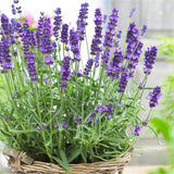Pair of English Lavender Hidcote plants. 2 Litre large pots. Fresh crop in flower!
