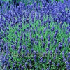 Pair of English Lavender Hidcote plants. 2 Litre large pots. Fresh crop in flower!