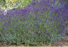Pair of English Lavender Hidcote plants. 2 Litre large pots. Fresh crop in flower!