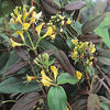 Copper Beauty evergreen Honeysuckle climbers. 130-140cm tall plants in 10 Litre Eco-loop pots