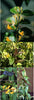 Copper Beauty evergreen Honeysuckle climbers. 130-140cm tall plants in 10 Litre Eco-loop pots