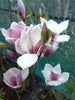 Magnolia denudata - Lily tree, Yulan tree, Slender Magnolia