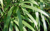 Arrow Bamboo 8ft plants Best bamboo for shady spots
