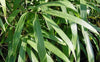 Arrow Metake japonica Bamboo plants Shady area bamboo