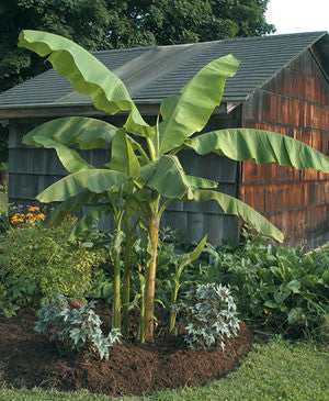 large indoor banana plant uk Musa basjoo Japanese hardy Banana plants 5 Litre large pots Gift-wrap available