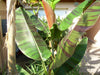 Musa sikkimensis ‘Red Tiger’ Darjeeling Banana 5 Litre large pots