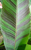 Musa sikkimensis ‘Red Tiger’ Darjeeling Banana 5 Litre large pots