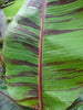Musa sikkimensis ‘Red Tiger’ Darjeeling Banana 5 Litre large pots