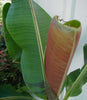 Musa sikkimensis ‘Red Tiger’ Darjeeling Banana 5 Litre large pots