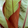 Ensete Maurelli, Musa Maurelli. Red leaf banana plants in 2 Litre pots.