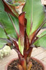 Ensete Maurelli Musa Red banana plants 5 Litre pots