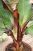 Ensete Maurelli, Musa Maurelli. Red leaf banana plants in 2 Litre pots.