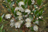 Myrtle bushes 2 Litre pots RHS AGM. In flower bud now!