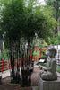 Black stemmed Bamboo Plants. 6-10ft tall plants available. Pallet Deals