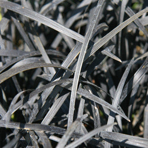 Black Lilyturf Grass Ophiopogon 2 Litre pots Black Dragon Grasses