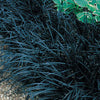 Black Lilyturf Grass Ophiopogon Black Dragon Grasses