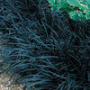 Black Lilyturf Grass Ophiopogon 2 Litre pots Black Dragon Grasses