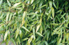 Aurea Fishpole Bamboo 6-8ft tall plants 15 Litre large pots