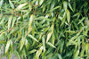 Aurea Fishpole Bamboo Bambusa aurea