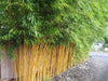 Golden Crookstem Bamboos for hedging & screening. 8ft & 10ft tall plants available. Pallet Deals
