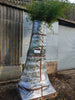 Golden Crookstem Bamboos Hedging Screening  8ft / 10ft plants