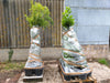 Hedging Bay Plants 4-5ft & 5-6ft tall plants in 10 & 15 Litre growers pots. Pallet Deals