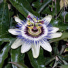 Passion flower Passiflora climbing plants